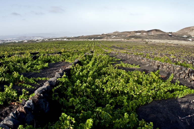 Lanzarote: wijnproeverij bij El Grifo Bodega