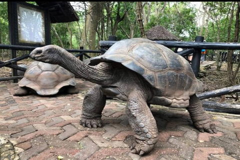 Zanzibar: Jozani forest, stone town tour & Prison island Private tour With Hotel pick up and drop off included