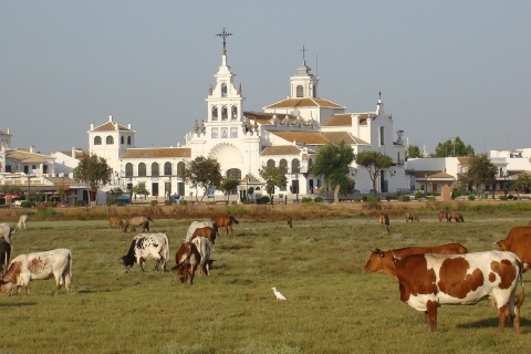 From Seville: Doñana National Park 4WD Tour Private Tour