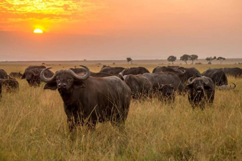 Nairobi: Meru National Park 3-dagars privat safari tur