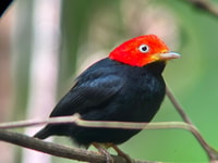 Manuel Antonio National Park, Wildlife-Watching Guided Hike - Housity