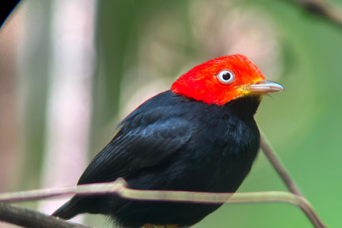 Manuel Antonio National Park: Wildlife-Watching Guided Hike