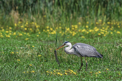 Camargue: Discover Horses and Wild Birds by Electric Golf Cart Petit Rhône Reserve – Immersive tour in a 2-seater electric vehicle