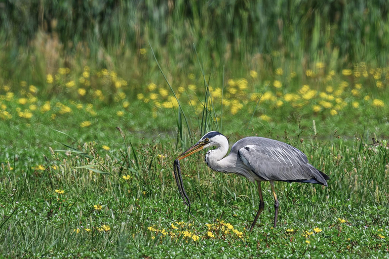 Camargue: Discover Horses and Wild Birds by Electric Golf Cart Petit Rhône Reserve – Immersive tour in a 2-seater electric vehicle