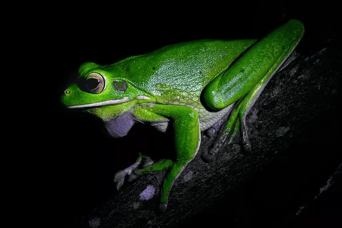 Cape Tribulation : Visite nocturne de la forêt tropicale de Daintree