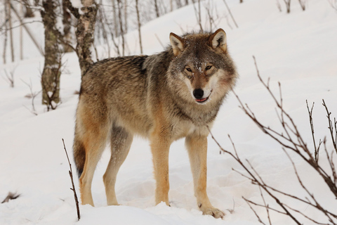 From Rovaniemi: Roundtrip Transfer to Ranua Zoo Shared Transfer