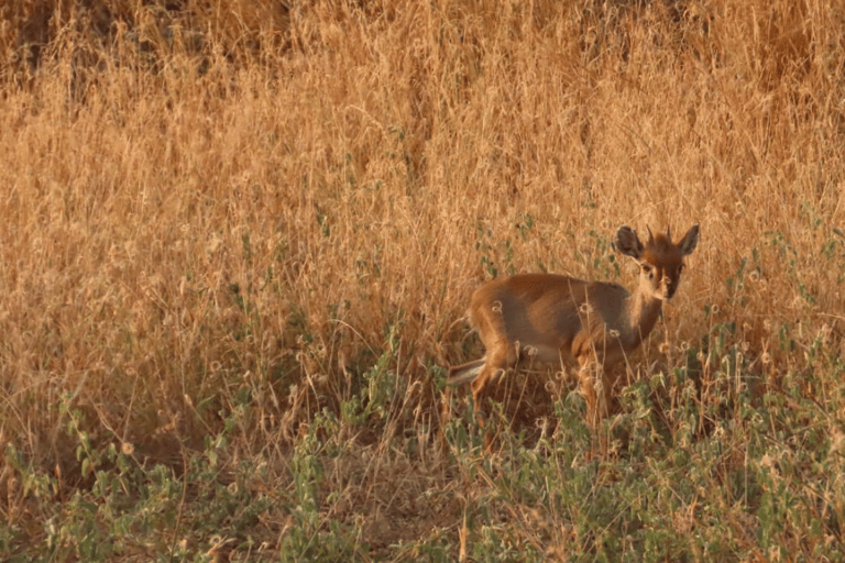From Addis Ababa: 3-Day Awash Game Drive Safari Tour 3 Days Awash NP Game drive Safrai Tour