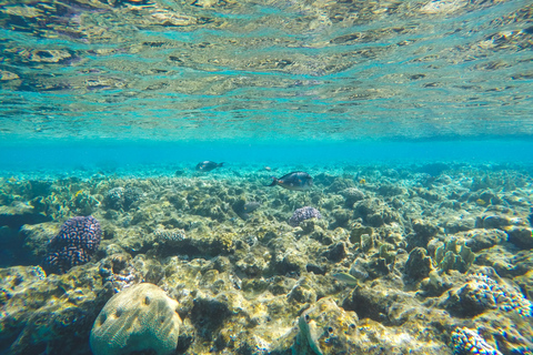 Sharm: Wycieczka morska na Białą Wyspę ze snorkelingiem, nurkowaniem i lunchemWspólna wycieczka z nurkowaniem, snorkelingiem i lunchem