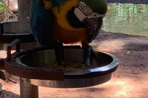 Foz do Iguaçu: Falls, Bird Park, and Macuco Safari Tour