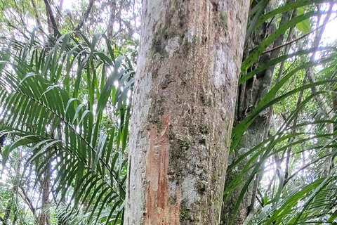 JUATINGA : Circuit de 4 jours FORÊT ATLANTIQUE et PLAGES - PARATY - RIO DE JANEIRO