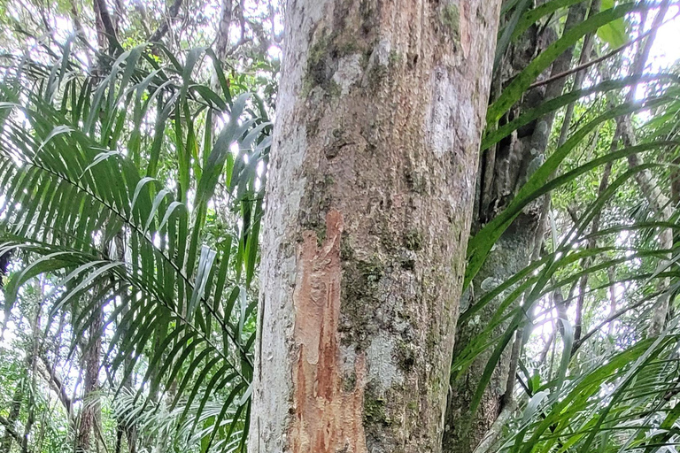 JUATINGA: 4-dagars tur ATLANTIC FOREST och stränder - PARATY - RIO DE JANEIRO