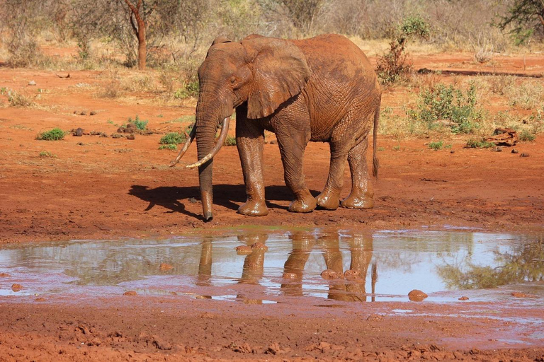 4-Days Tsavo East &West Safari From Nairobi with park fees,