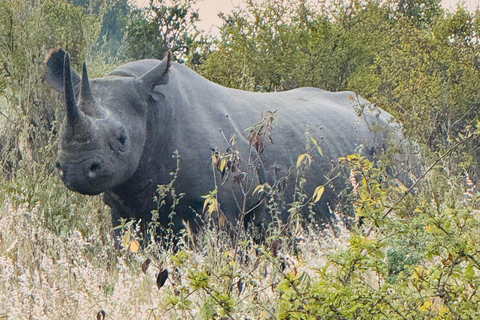 Nairobi Park Safari, Sheldrick's Orphanage & Giraffe Center Shared Drive in Open-Roof Van Game Drive