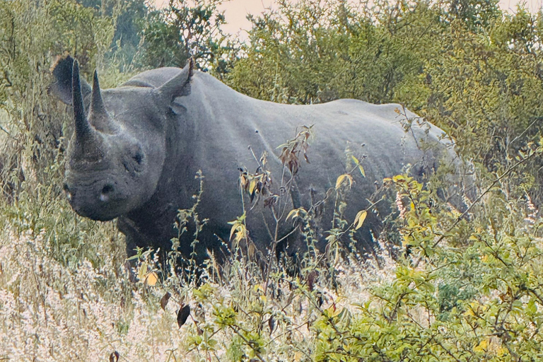 Nairobi Park Safari, Sheldrick's Orphanage & Giraffe Center Shared Drive in Open-Roof Van Game Drive