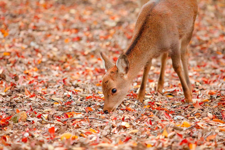 Cute Deer Tour: A One-Day Highlights Tour of Kyoto and Nara Departing from Kyoto