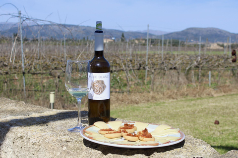 Alcúdia/Can Picafort: Guided Vineyard Visit and Wine Tasting Pickup at a Meeting Point in Can Picafort