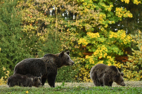 Brasov: Bear Sanctuary with Guaranteed Entry & Transfer