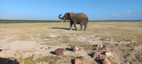 MAASAI MAGIC & NAKURU'S CHARMS, 4 jours Wilderness Safari - Housity