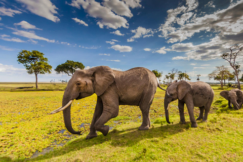 Mombasa: Safari de 5 días a Tsavo Este y Oeste y Saltlick Lodge