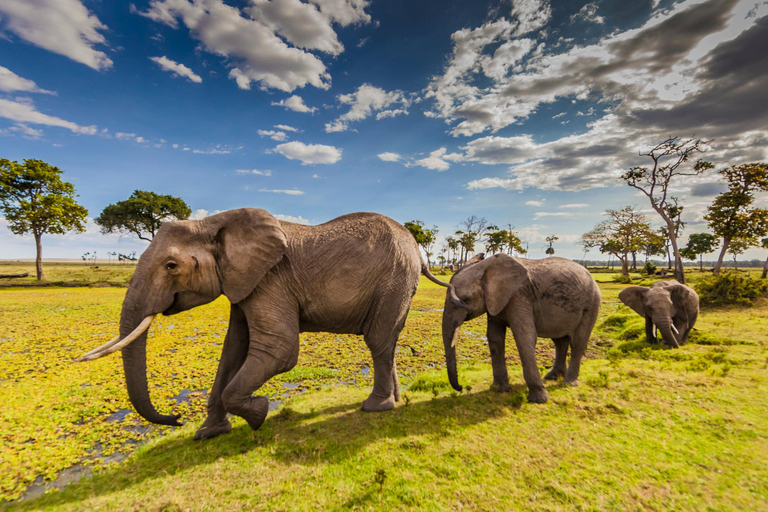 Safari di lusso di 3 giorni nel Parco Nazionale dello Tsavo Ovest Saltlick