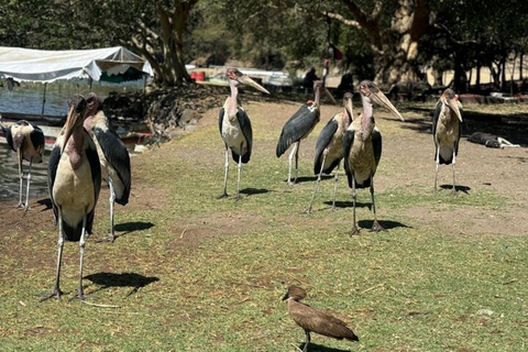 Bishoftu: Rift Valley Lakes Birdwatching Tour