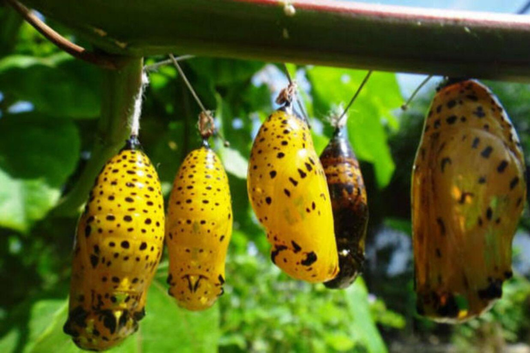 Zanzibar: Jozani Forest, Tortoise Park, & Butterfly Tour Private tour without hotel pick up and drop off