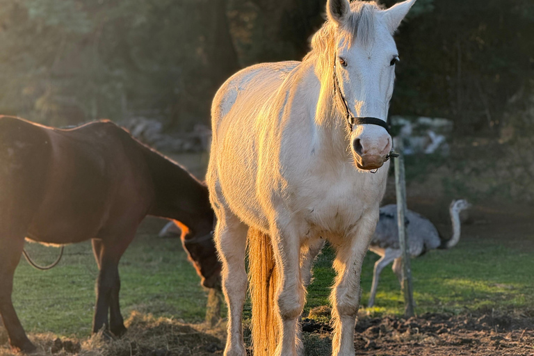Montevideo: Horseback riding on a trail to the Beach