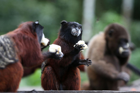 Passeio de dia inteiro pela ilha dos macacos