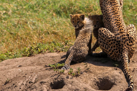 A partir de Arusha: Safári clássico de 6 dias na Tanzânia com alojamento