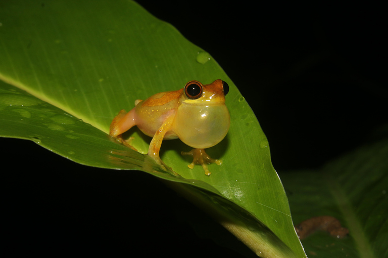 La Fortuna: Caminhada noturna em La Fortuna