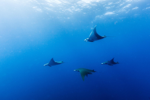 Vila Franca do Campo: Boat Diving Guided Tours twice a day. Vila Franca do Campo: Diving Tours. Single dives twice a day