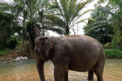 Khao Lak Ethical Elephant Sanctuary Overnight ProgramTour with Meeting Point