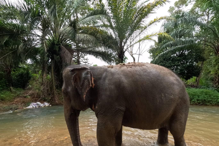 Khao Lak Ethical Elephant Sanctuary Overnight Program Tour with Meeting Point