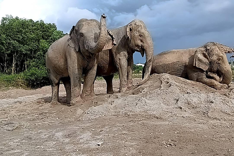 Phuket: Reserva de elefantes Freedom - Paseo por la naturaleza etéreaPhuket: Tour por la reserva natural Freedom Elephant Reserve con paseo y alimentación de elefantes