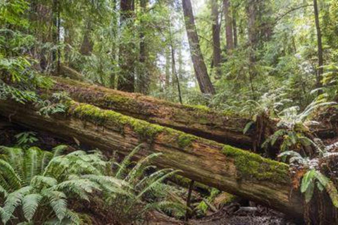 San Francisco: 5-Day California Coast, Vineyards & Wine Tour Double Occupancy Room