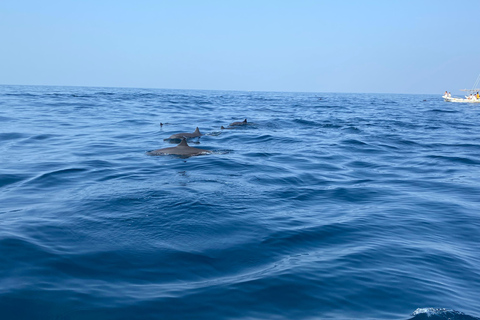 Puerto Escondido: Bootstour zu Delfinen und MeerestierenPrivate Tour