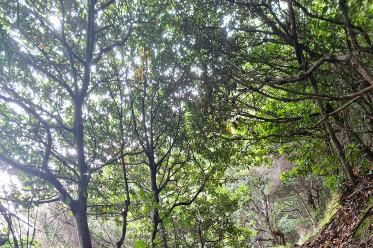 Madeira: Porto da Cruz naar Machico Wandeltocht met Transfer