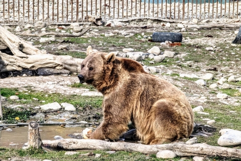 Family Fun: Sabaduri, niedźwiedzie, Jvari i kronika Gruzji