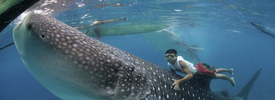 Requin-baleine d'Oslob, chutes de Tumalog et île de Sumilon (privé)
