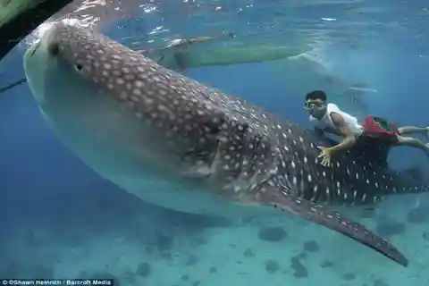 Cebu Whaleshark, White sand beach Sumilon Island and Falls