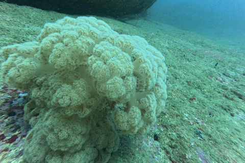 Mirissa: Scuba Diving Experience & Refreshments for Beginner