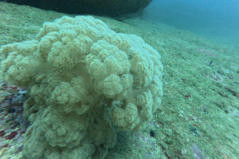 Mirissa: Scuba Diving Experience & Refreshments for Beginner