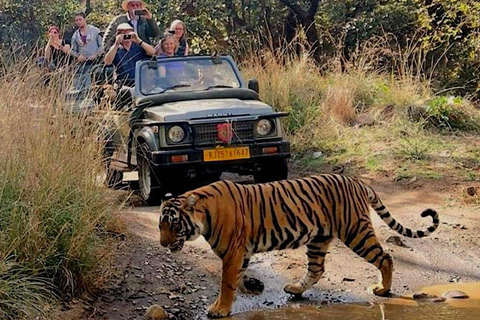 New Delhi: Jim Corbett National Park Safari (Tiger) Spotting Shared Jeep Safari: Jim Corbett National Park