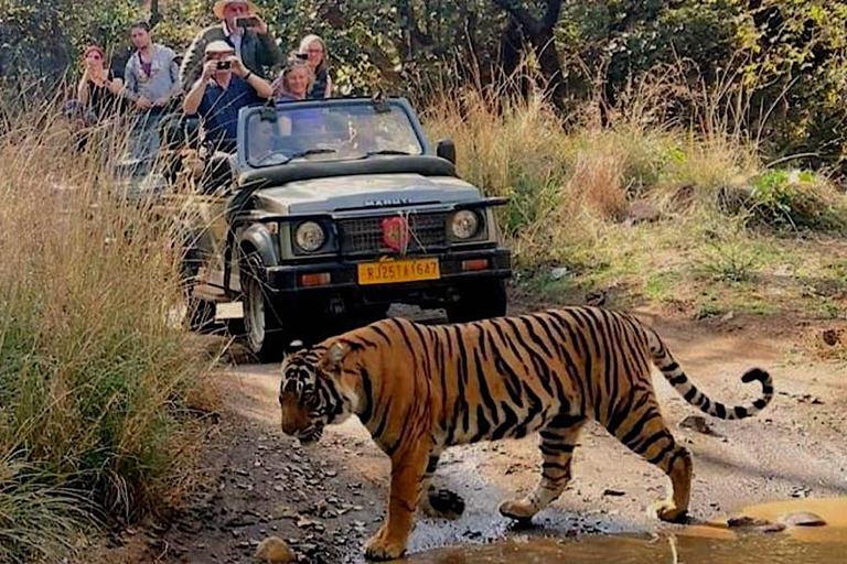 New Delhi: Jim Corbett National Park Safari (Tiger) Spotting Shared Jeep Safari: Jim Corbett National Park