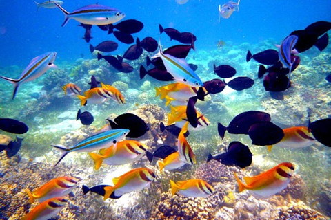 Mactan: Cebu Island Hopping Boat Tour with Lunch