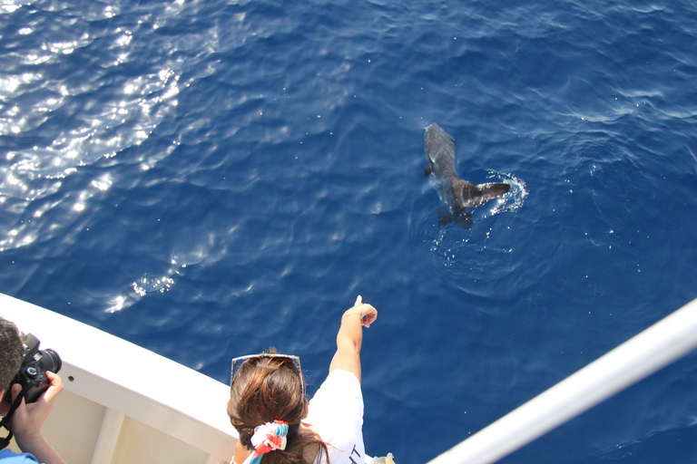 Savona: Pelagos Sanctuary Wildlife Cruise with Guide