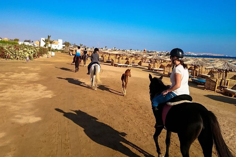 Hurghada: Rode Zee &amp; Woestijn Paardrijtour met zwemmen2 Uur paardrijden Rode Zee &amp; Woestijn - Zonder zwemstop