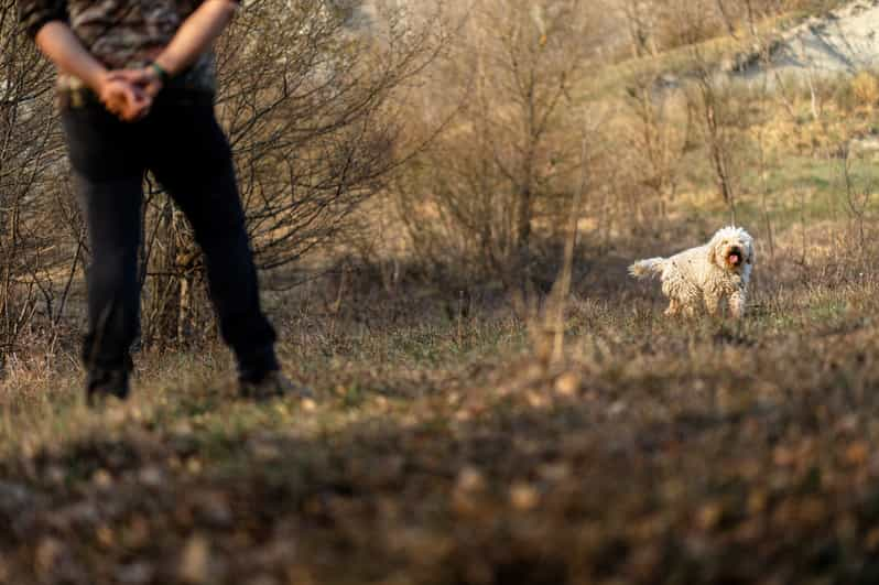 Langhe Sunset Truffle Hunting With Tasting Wine GetYourGuide