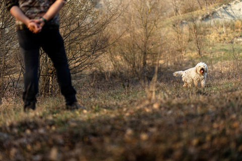 Langhe: Sunset Truffle Hunting with Tasting and Wine