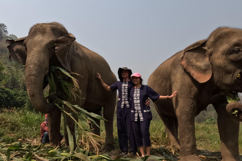 Visita de meio dia ao programa CHIANGMAI ELEPHANT CARE (das 8h às 13h)